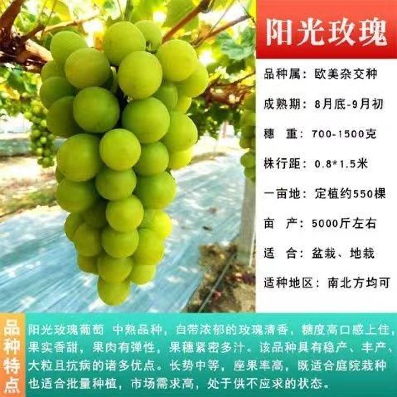 优质阳光玫瑰蓝葡萄苗成活率高大量上市诚信经营品质保证欢迎