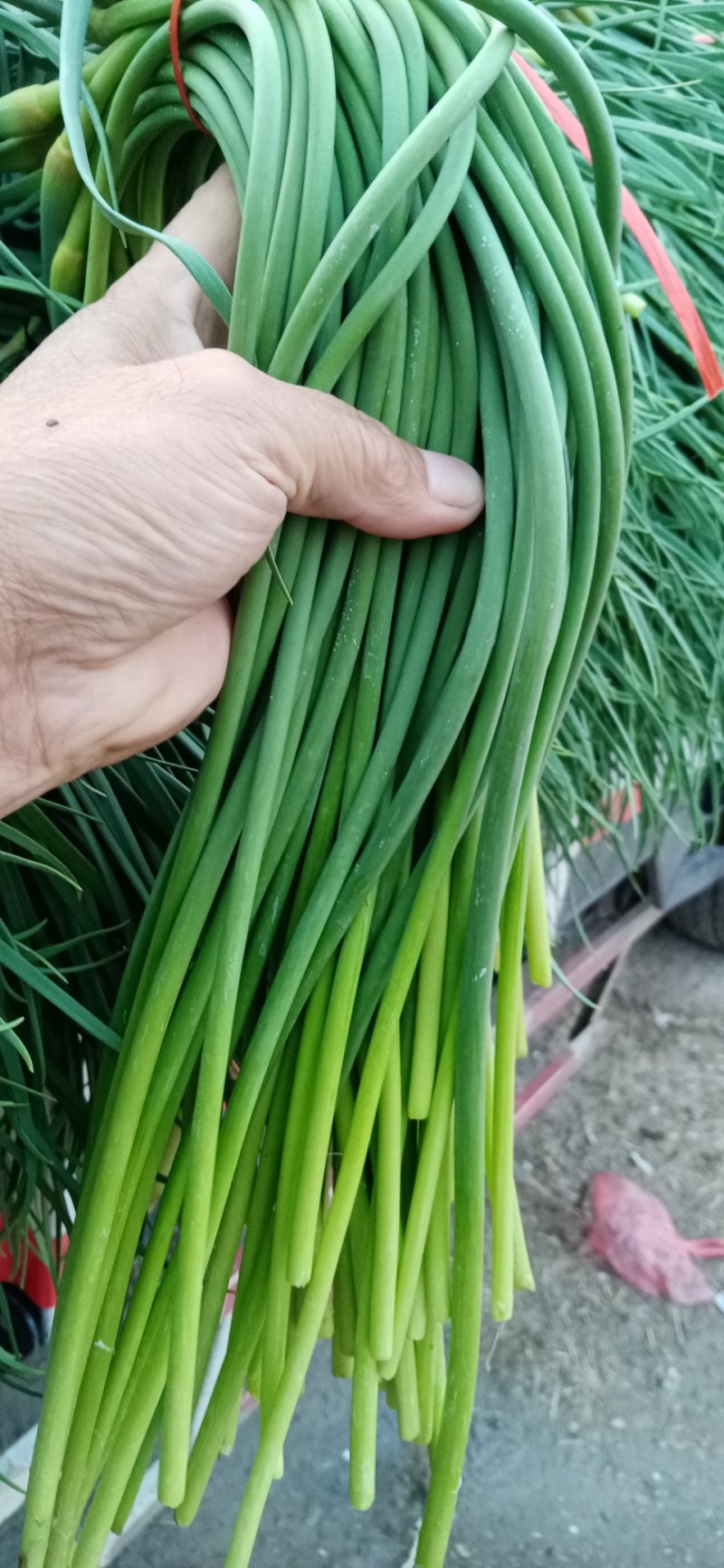 金乡蒜苔
