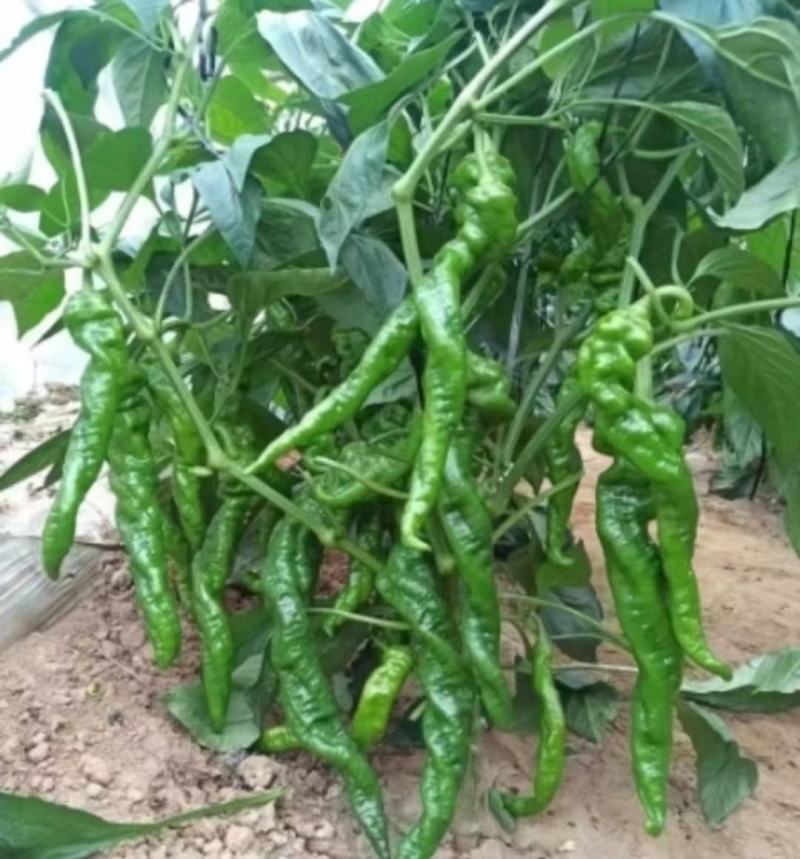 山东潍坊寿光大果麻椒苗子麻椒种子麻辣香方型皮薄肉脆又香辣