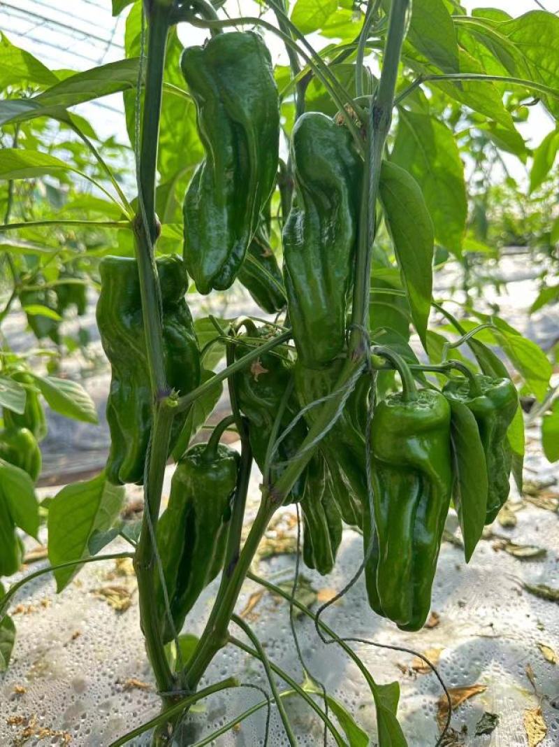 山东潍坊寿光大果麻椒苗子麻椒种子麻辣香方型皮薄肉脆又香辣