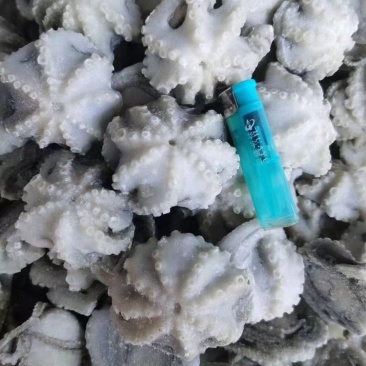 海鲜八爪鱼海鲜小章鱼海鲜鲜活八爪鱼章鱼爆头火锅食材新鲜
