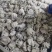 海鲜八爪鱼海鲜小章鱼海鲜鲜活八爪鱼章鱼爆头火锅食材新鲜