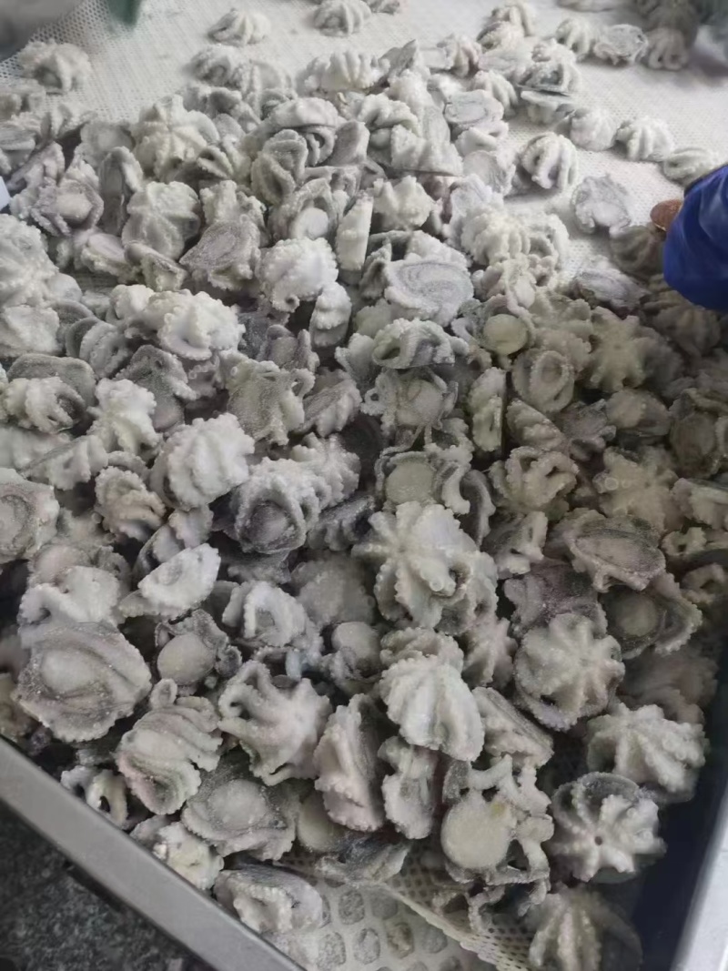 海鲜八爪鱼海鲜小章鱼海鲜鲜活八爪鱼章鱼爆头火锅食材新鲜