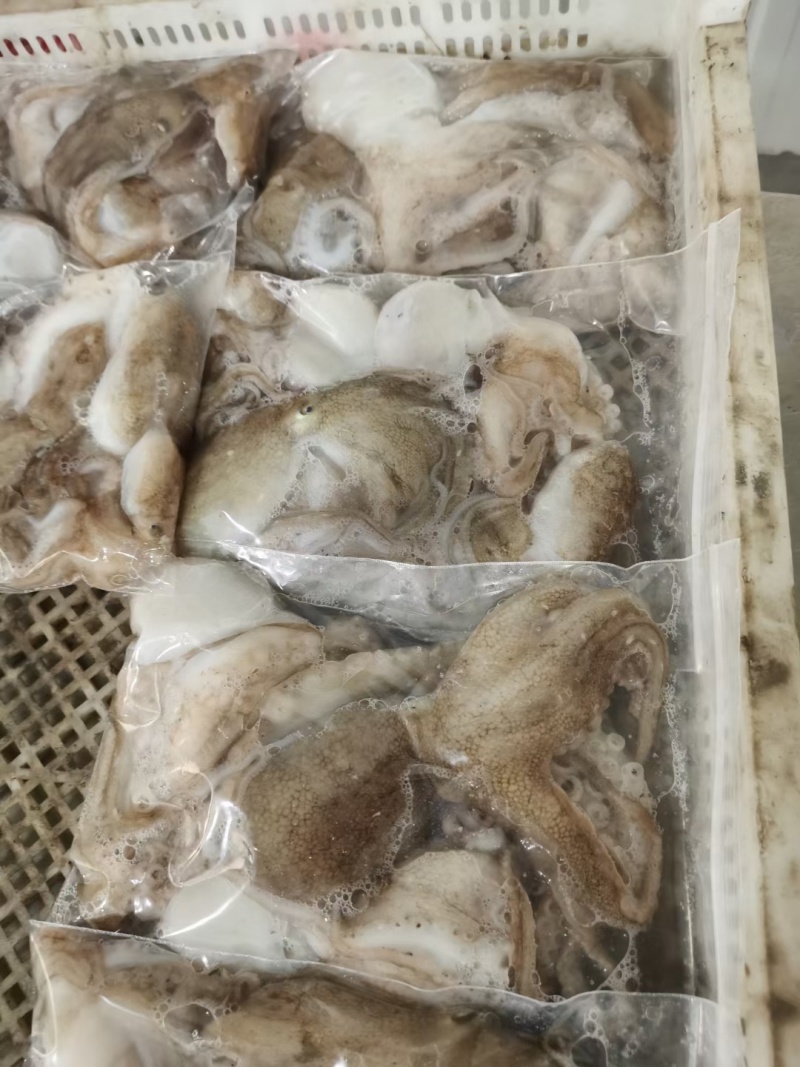 海鲜八爪鱼海鲜小章鱼海鲜鲜活八爪鱼章鱼爆头火锅食材新鲜