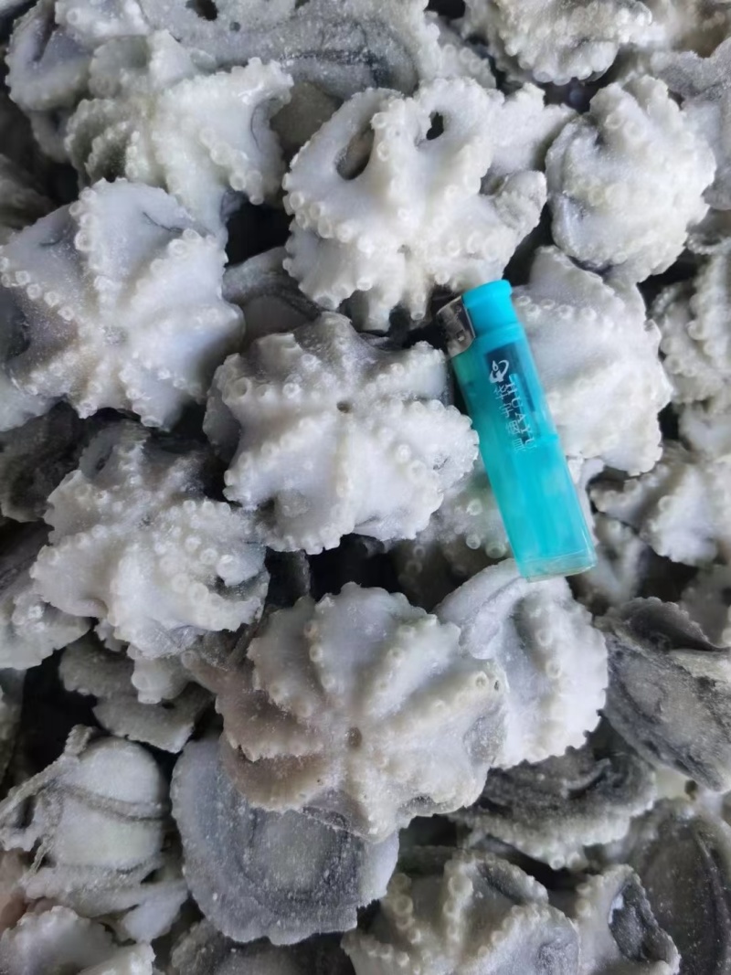 海鲜八爪鱼海鲜小章鱼海鲜鲜活八爪鱼章鱼爆头火锅食材新鲜