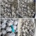 海鲜八爪鱼海鲜小章鱼海鲜鲜活八爪鱼章鱼爆头火锅食材新鲜