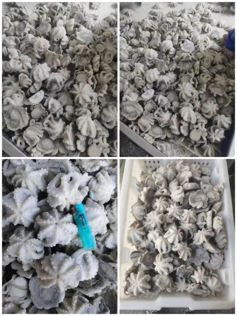海鲜八爪鱼海鲜小章鱼海鲜鲜活八爪鱼章鱼爆头火锅食材新鲜