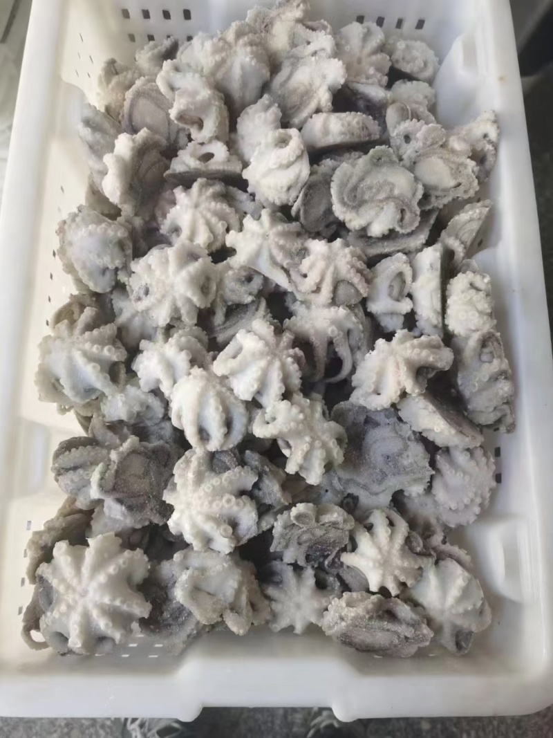 海鲜八爪鱼海鲜小章鱼海鲜鲜活八爪鱼章鱼爆头火锅食材新鲜