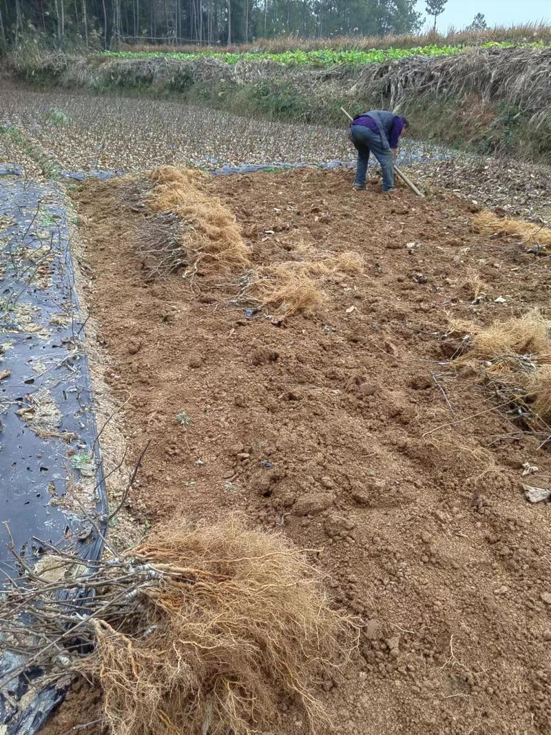 【猕猴桃实生苗】，自家种植一手货源，基地直发欢迎选购