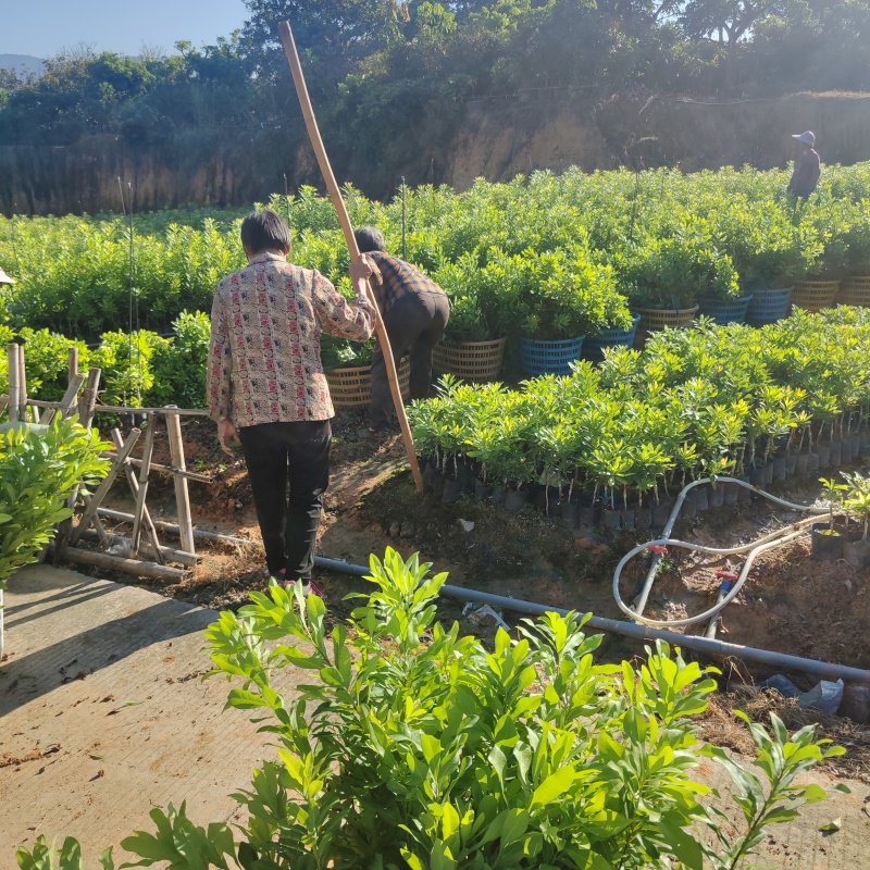 东魁杨梅苗基地直发多规格可以选择，可实地考察