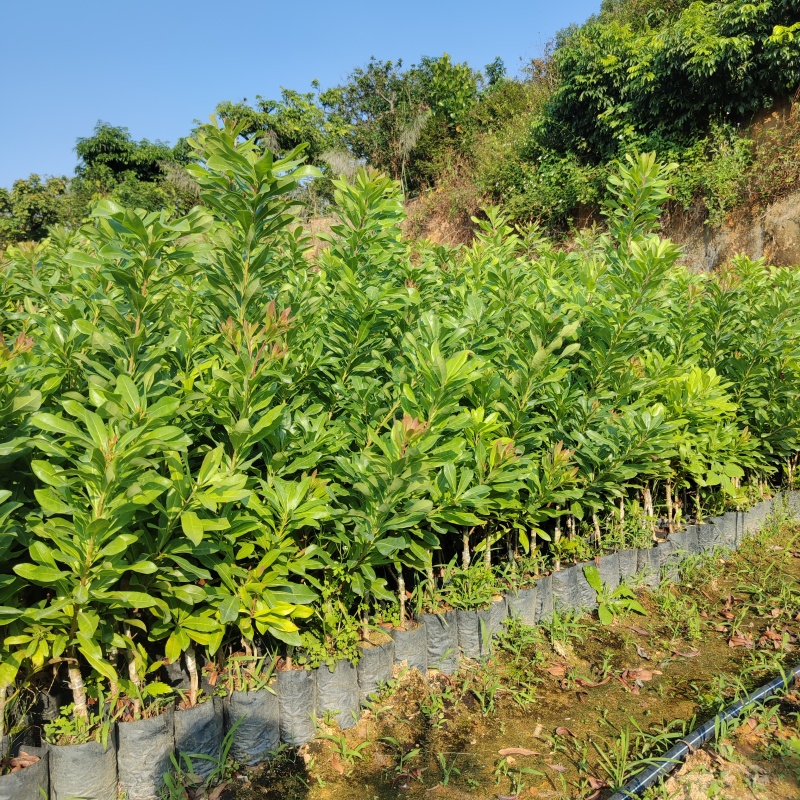 东魁杨梅苗基地直发多规格可以选择，可实地考察