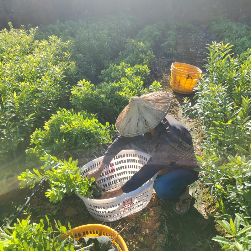 东魁杨梅苗基地直发多规格可以选择，可实地考察