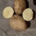 土豆
