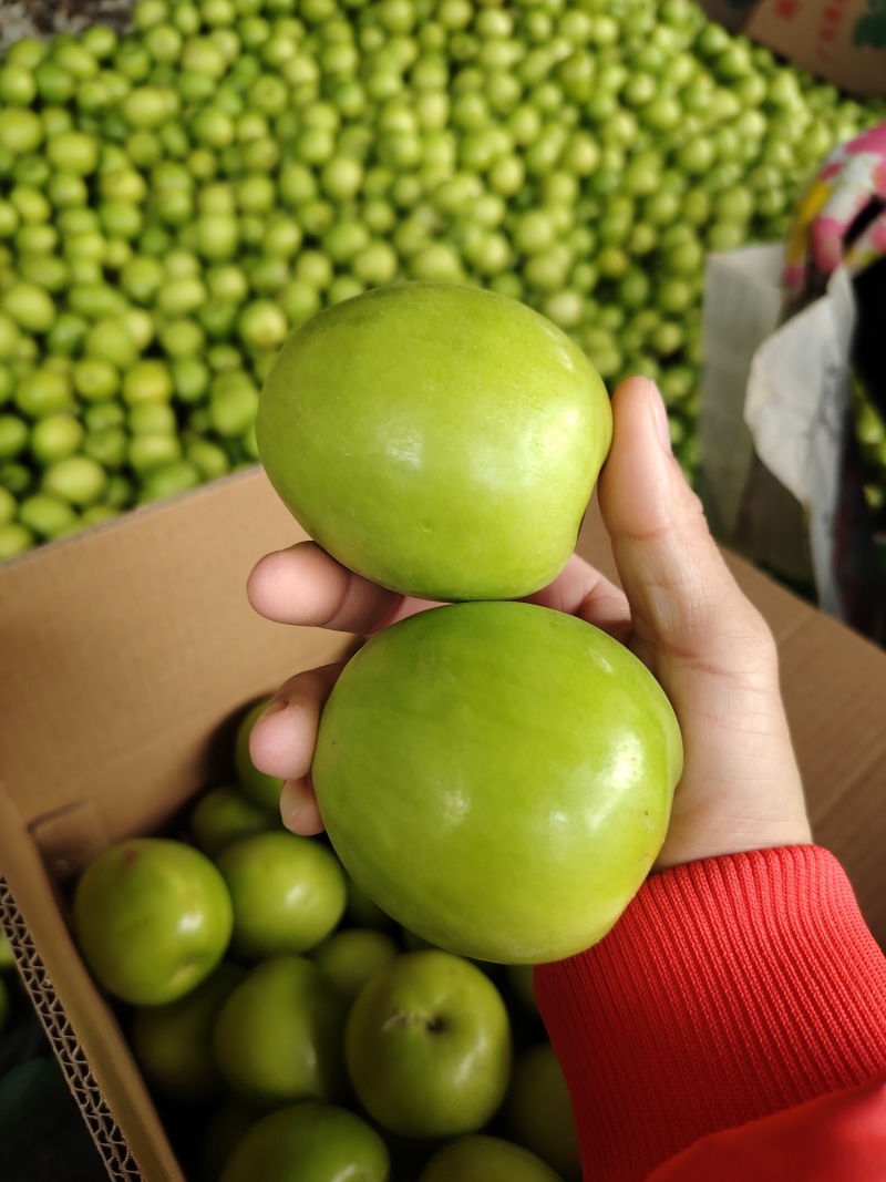 广东雷州青枣牛奶枣，大量供应市场电商，实力代办，全国代发