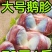 】新鲜散养大鹅胗特大鹅肫特价鹅胗批发价精选大号