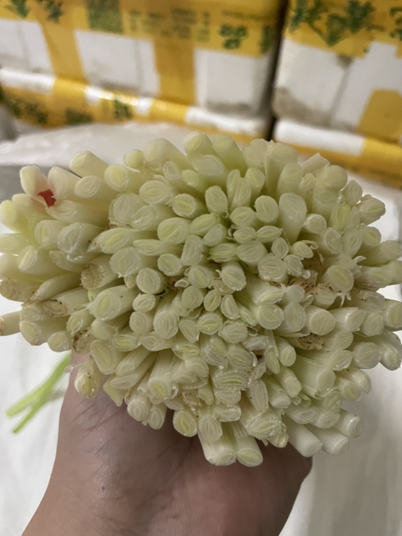 精品韭黄