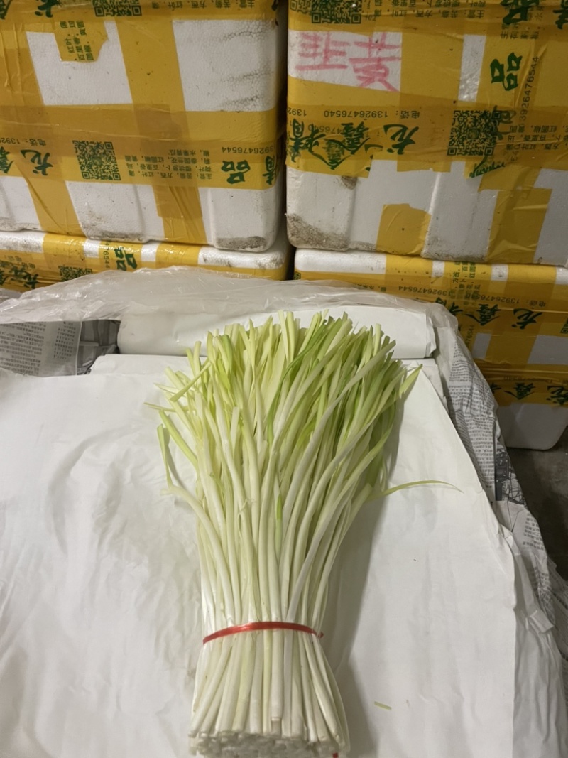 精品韭黄