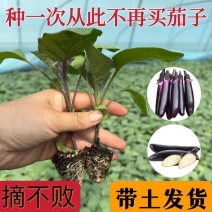 圆茄秧苗黑紫红长茄苗带土发货