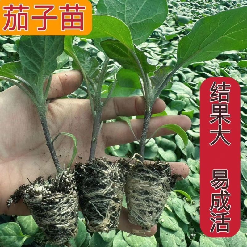 圆茄秧苗黑紫红长茄苗带土发货