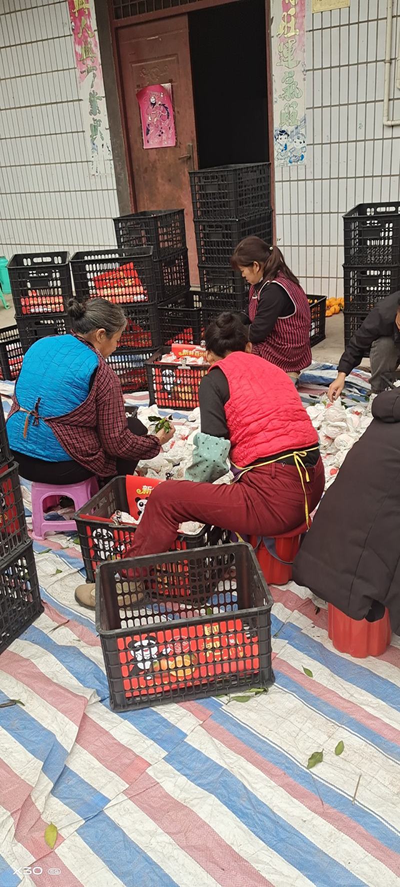耙耙柑自然成熟