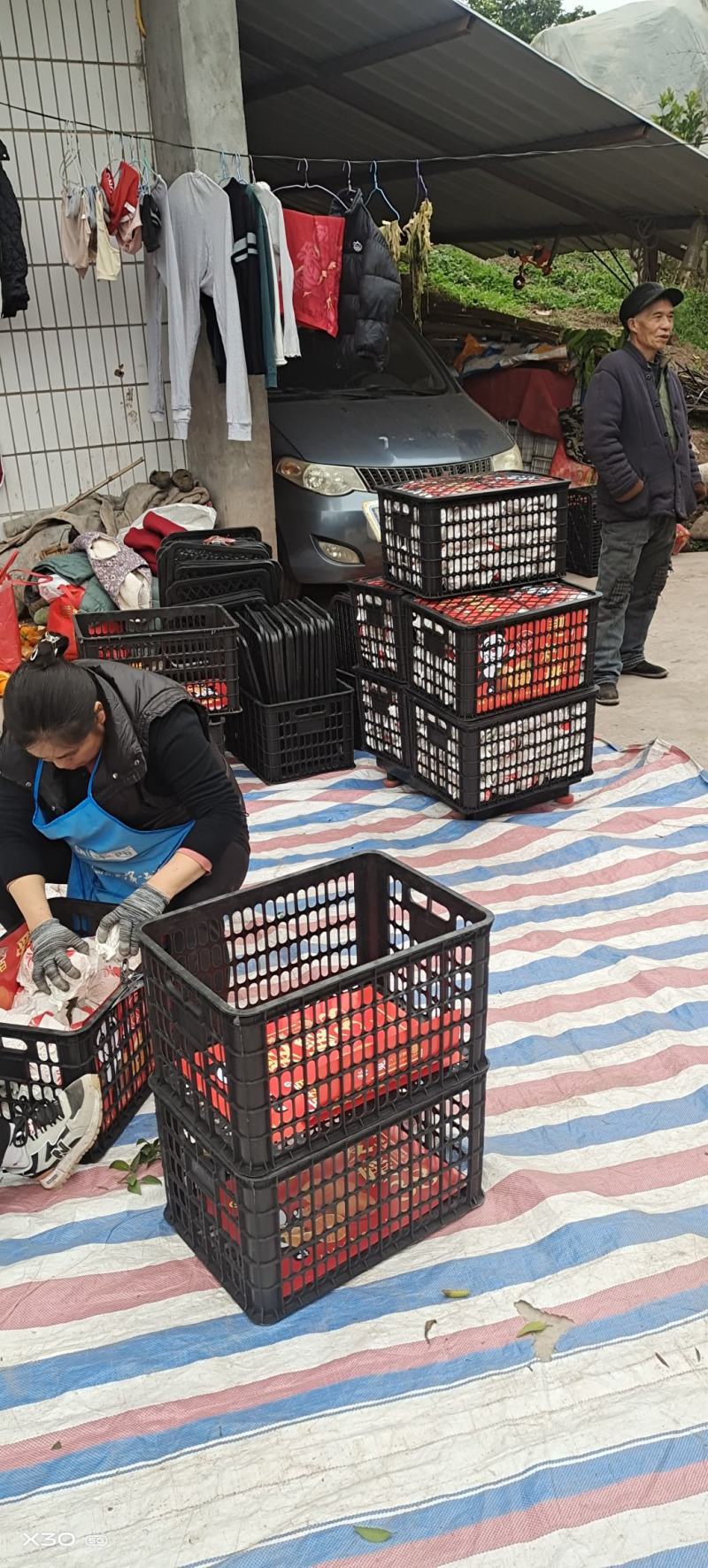 耙耙柑自然成熟
