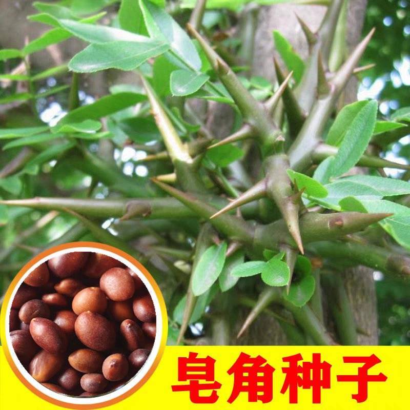 新采大小皂角种子优质巨刺大皂角籽篱笆围栏皂角树种子中药材