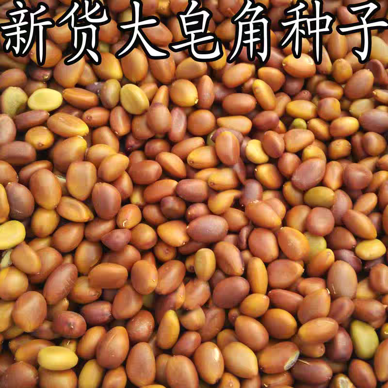 新采大小皂角种子优质巨刺大皂角籽篱笆围栏皂角树种子中药材