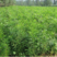 新采大小皂角种子优质巨刺大皂角籽篱笆围栏皂角树种子中药材