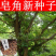 新采大小皂角种子优质巨刺大皂角籽篱笆围栏皂角树种子中药材