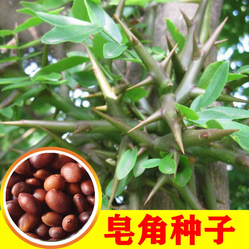 新采大小皂角种子优质巨刺大皂角籽篱笆围栏皂角树种子中药材