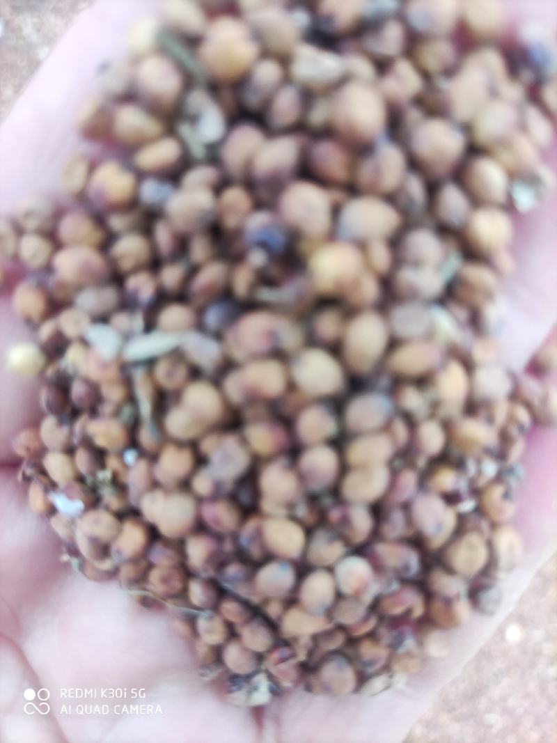 河北沧州冀酿2号红高粱