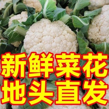 【河南松花菜】菜花（降价了）产地一手货源对接全国客商