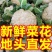 【河南松花菜】菜花（降价了）产地一手货源对接全国客商