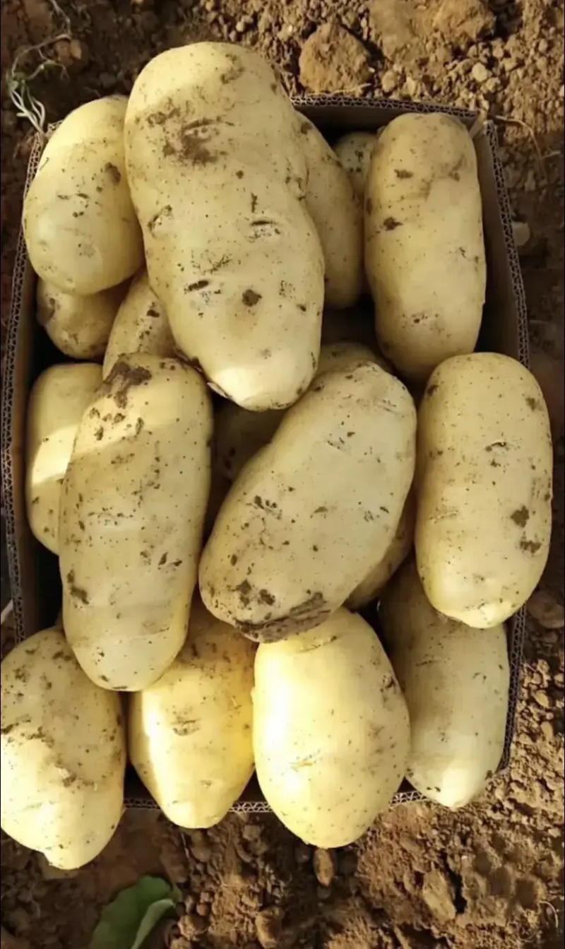 土豆河南荷兰十五土豆黄心土豆，规格齐全，量大价优