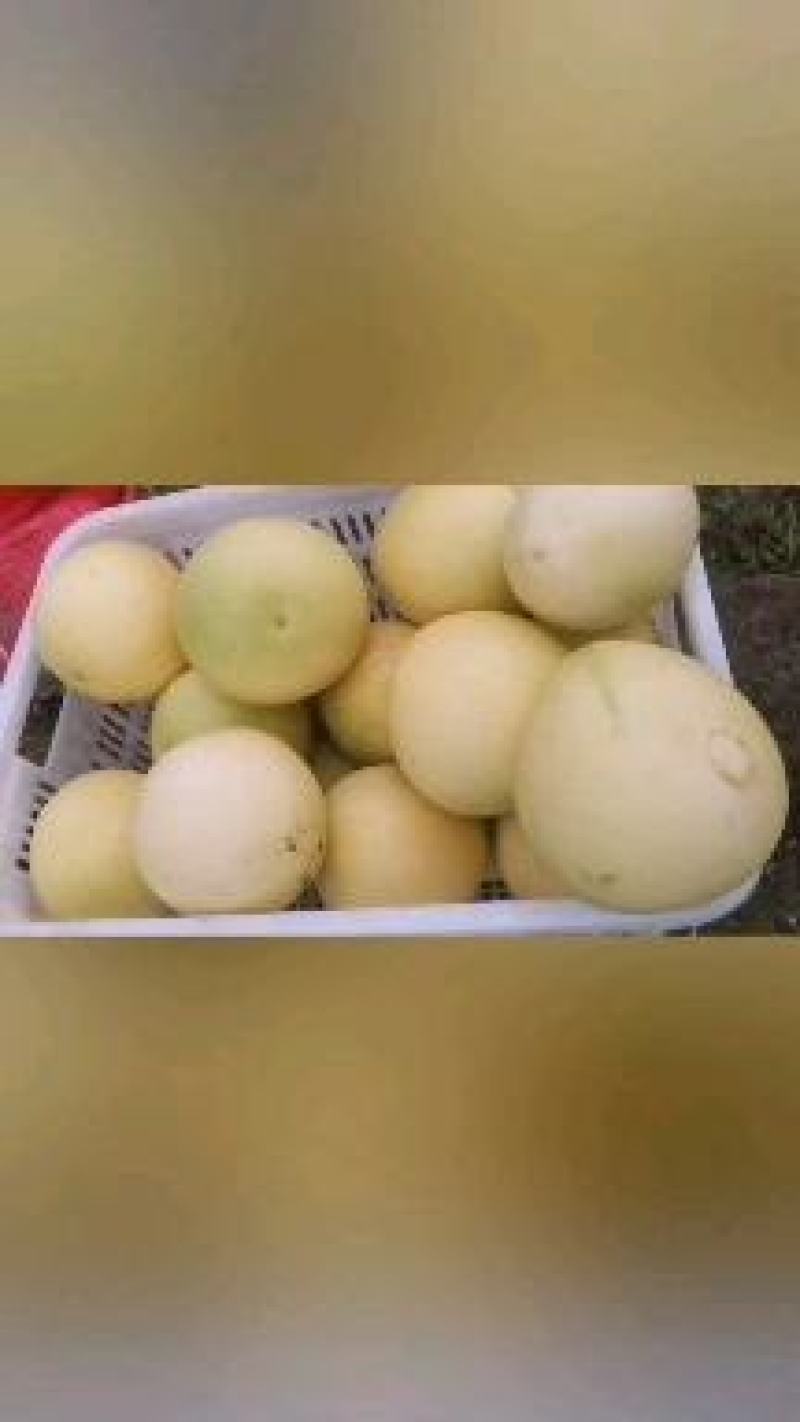 皮薄汁甜度高！大量有现货！！！！！！！！！！！！！！！！