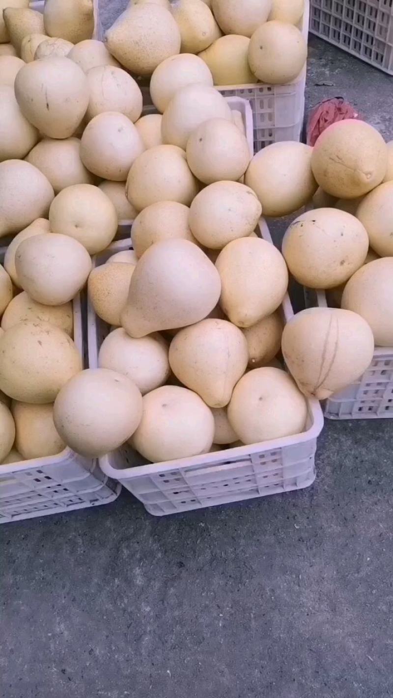皮薄汁甜度高！大量有现货！！！！！！！！！！！！！！！！