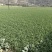 红根蒜苗产地直销