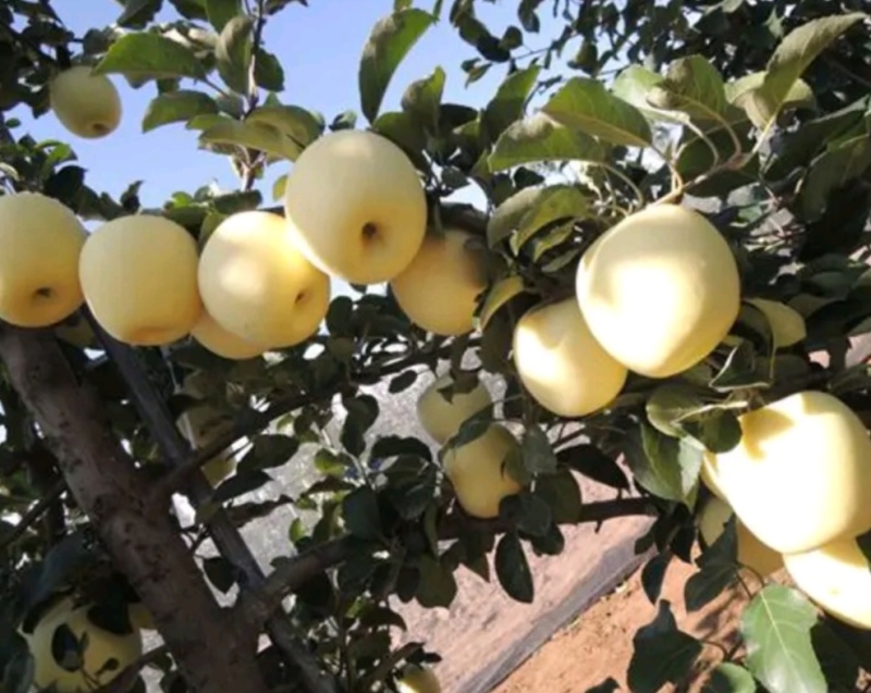 奶油苹果苗：秦冠苹果苗，秦脆苹果苗。3公分5公分苹果苗。