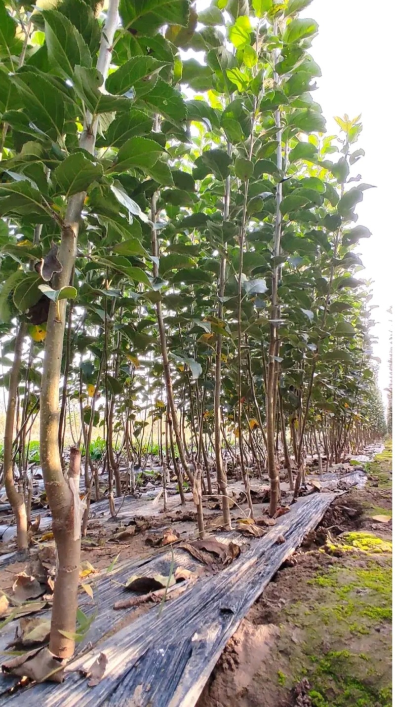 奶油苹果苗：秦冠苹果苗，秦脆苹果苗。3公分5公分苹果苗。