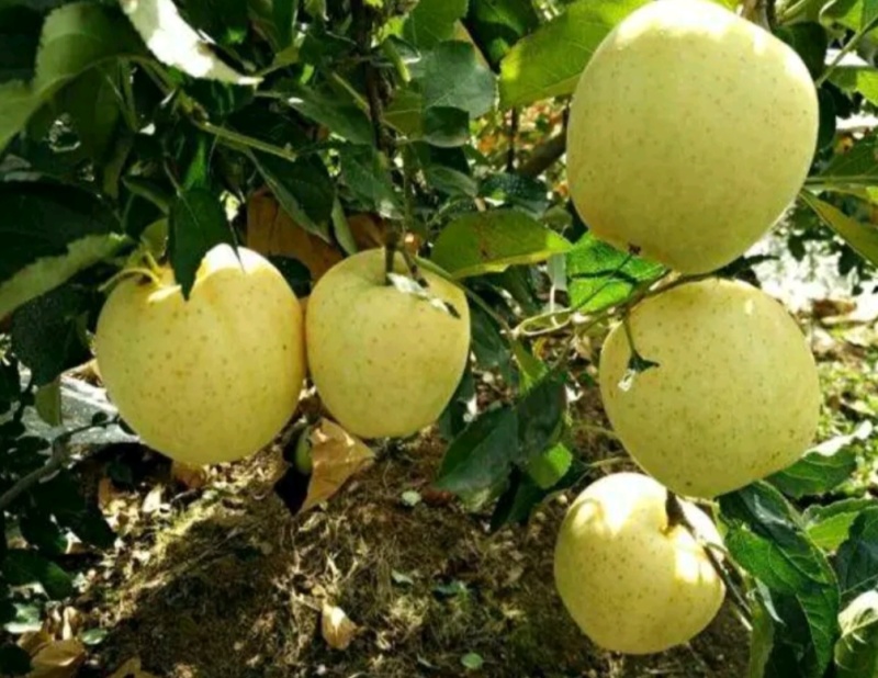 奶油苹果苗：秦冠苹果苗，秦脆苹果苗。3公分5公分苹果苗。