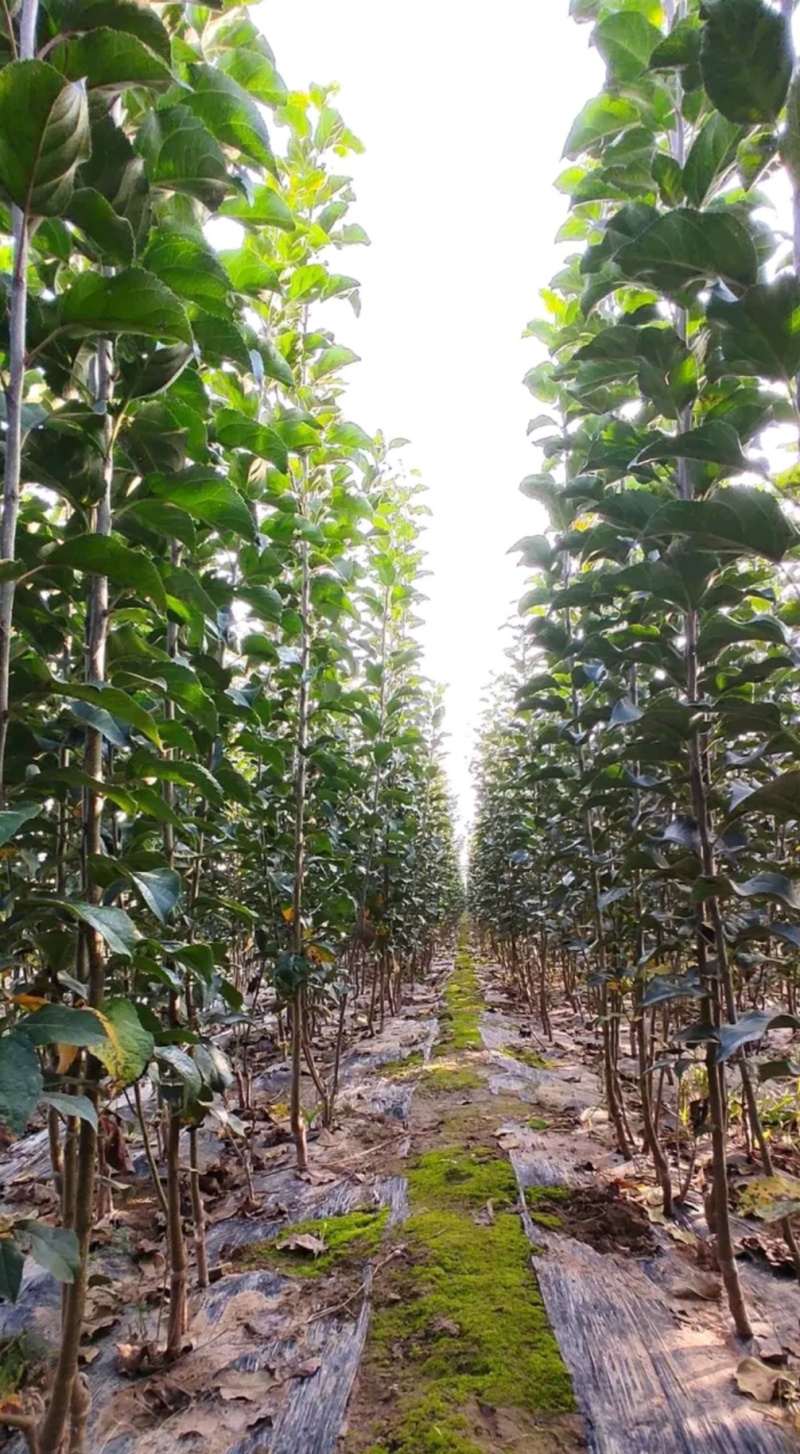 奶油苹果苗：秦冠苹果苗，秦脆苹果苗。3公分5公分苹果苗。