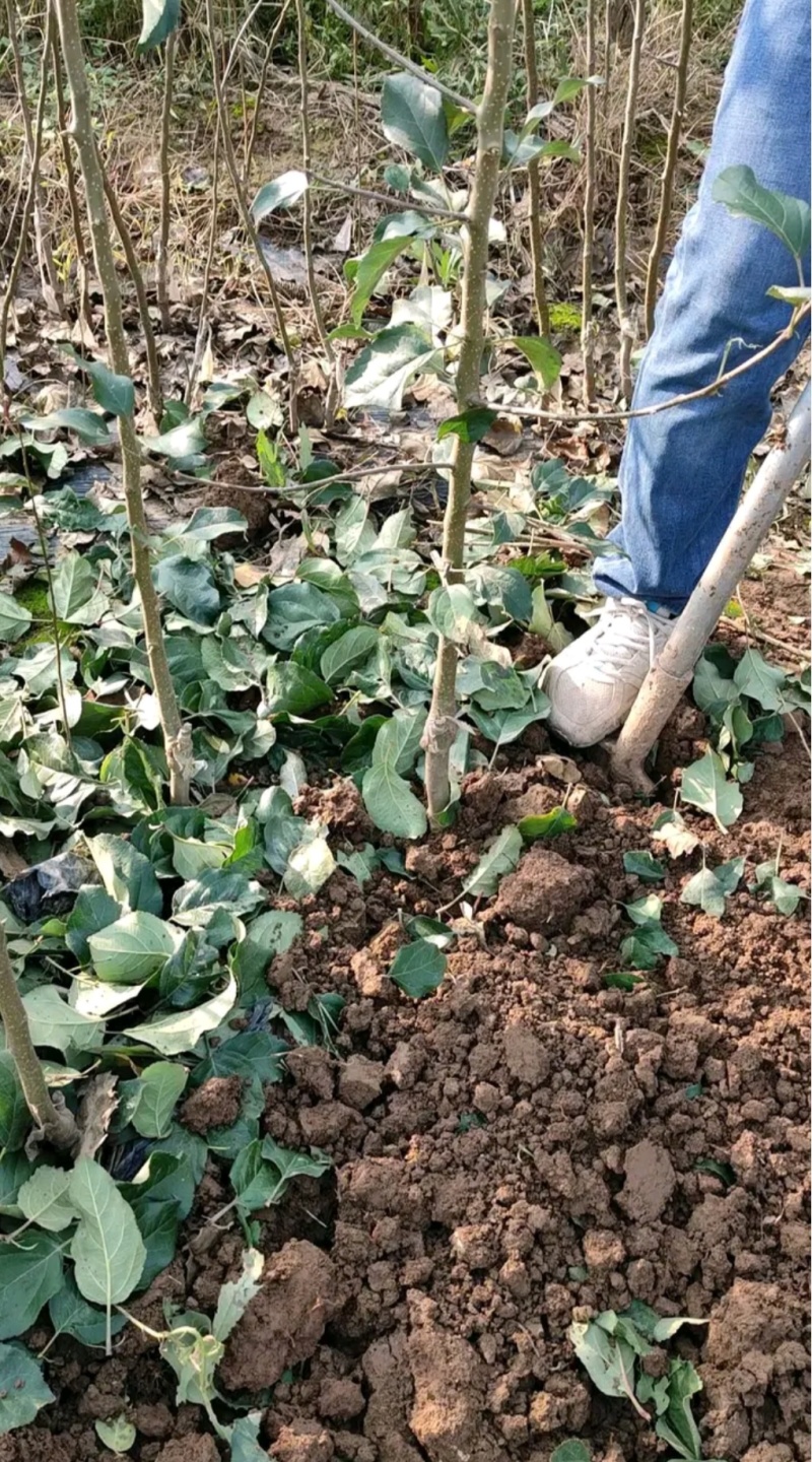 奶油苹果苗：秦冠苹果苗，秦脆苹果苗。3公分5公分苹果苗。