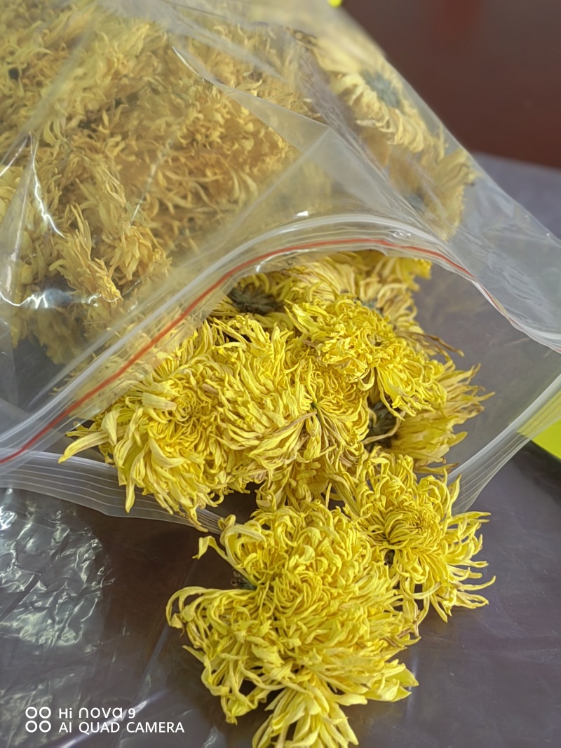 金丝皇菊