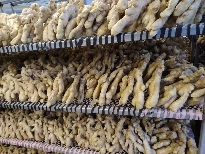 大黄姜系列产品展示