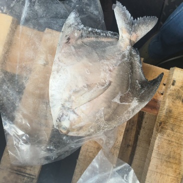 斗鲳大斗鲳600/800500/600深海鲳鱼