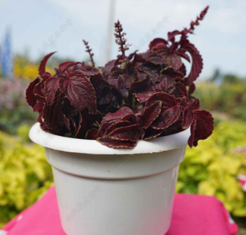 彩叶草种子家庭室内盆栽种植花仙子种子彩叶草花草类园艺种子