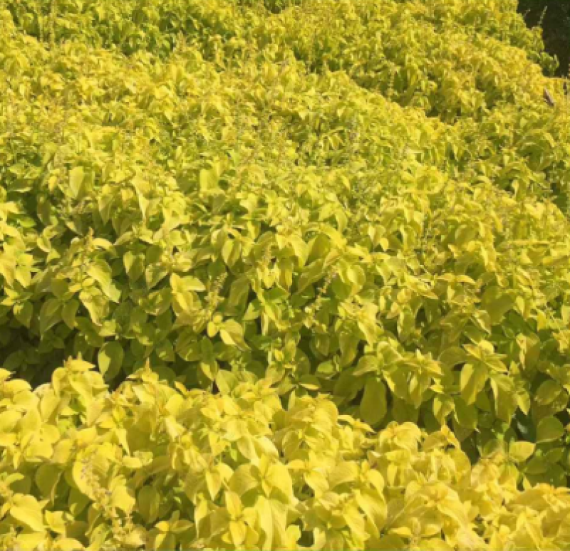彩叶草种子家庭室内盆栽种植花仙子种子彩叶草花草类园艺种子
