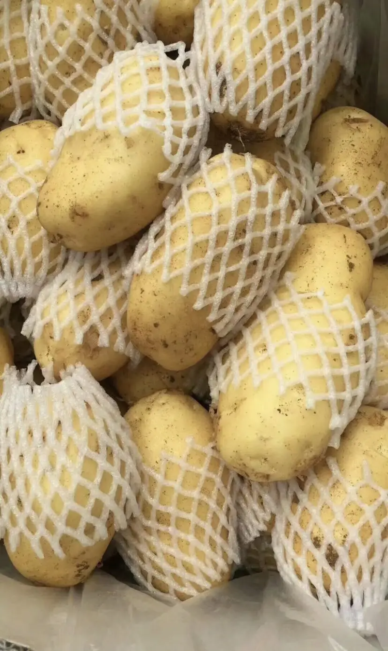 土豆河南荷兰十五土豆黄心土豆，规格齐全，量大价优
