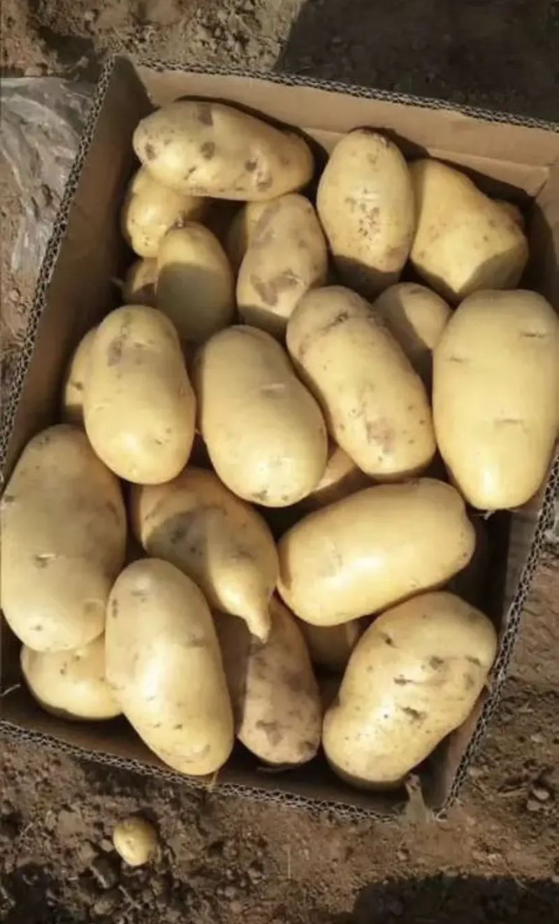土豆河南荷兰十五土豆黄心土豆，规格齐全，量大价优