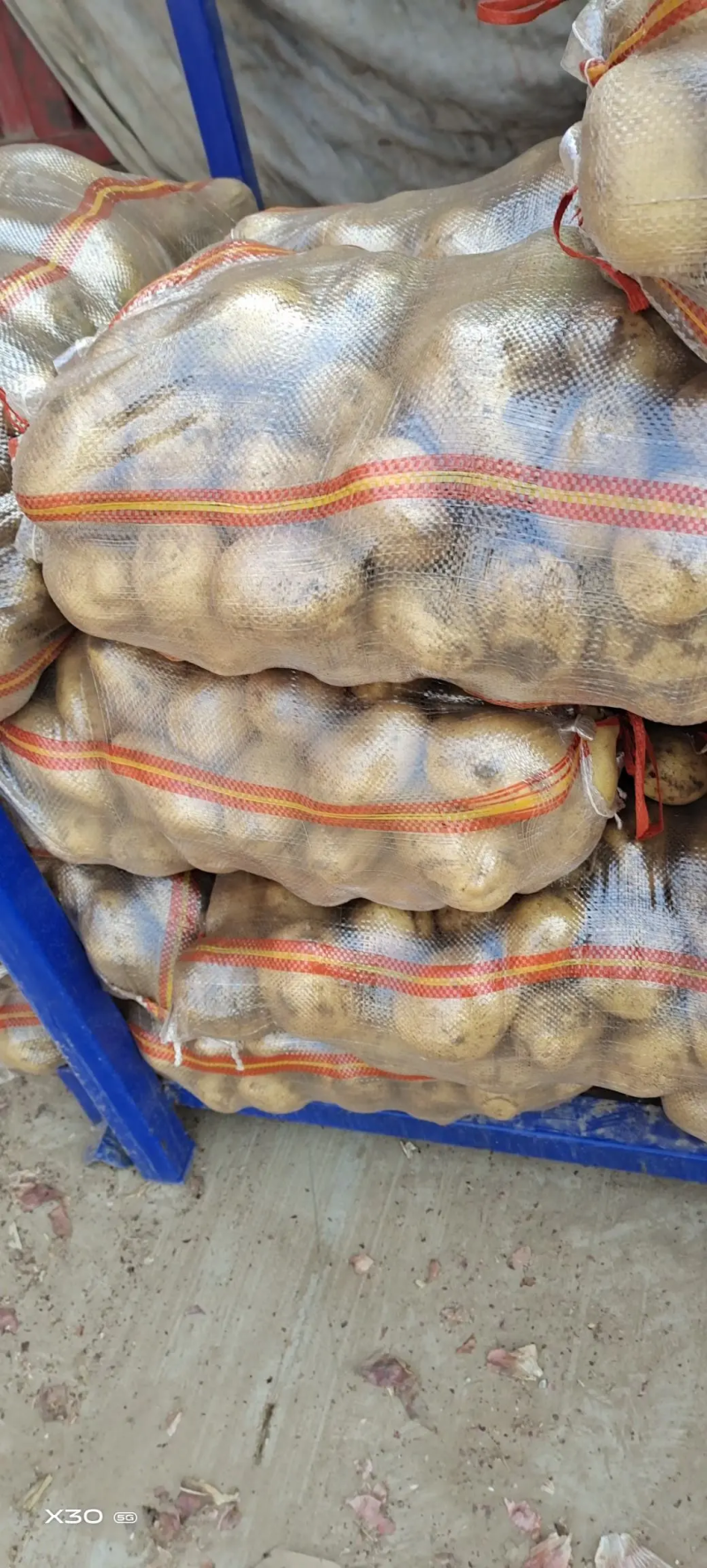 土豆河南荷兰十五土豆黄心土豆，规格齐全，量大价优